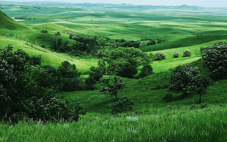 landscapes, grass, fields - desktop wallpaper