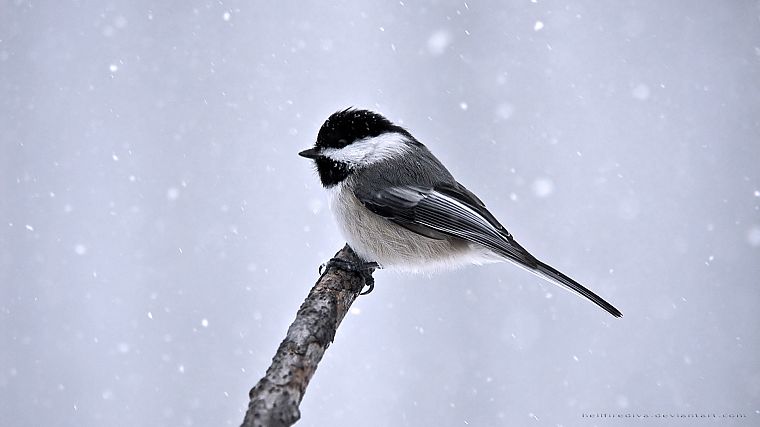 snow, birds - desktop wallpaper