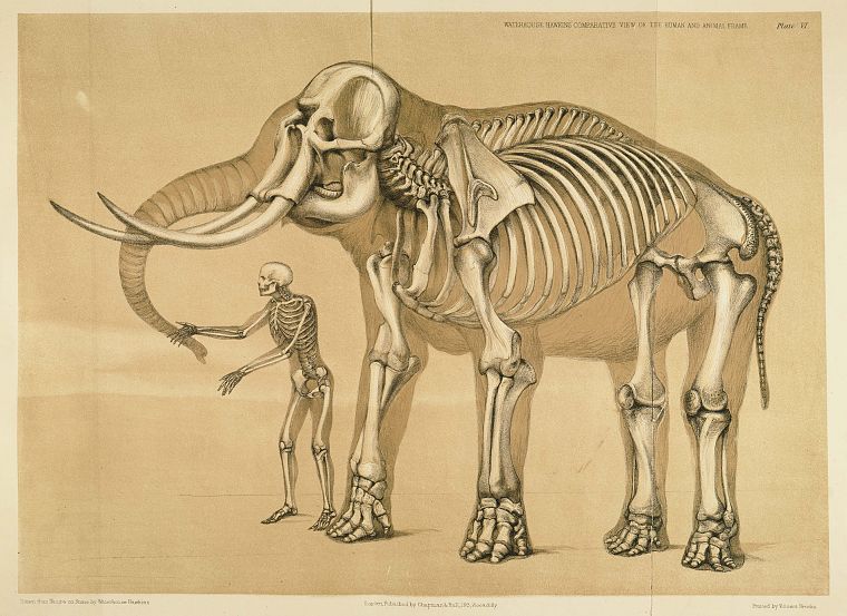 skeletons, elephants - desktop wallpaper