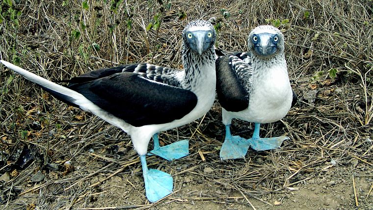 blue, nature, birds, Galapagos - desktop wallpaper