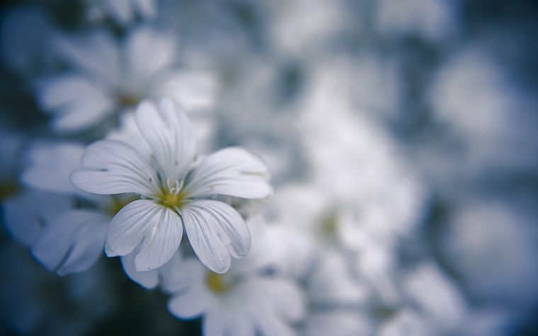 nature, flowers, macro, white flowers - desktop wallpaper