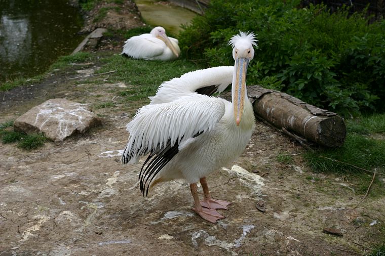 birds, pelicans - desktop wallpaper