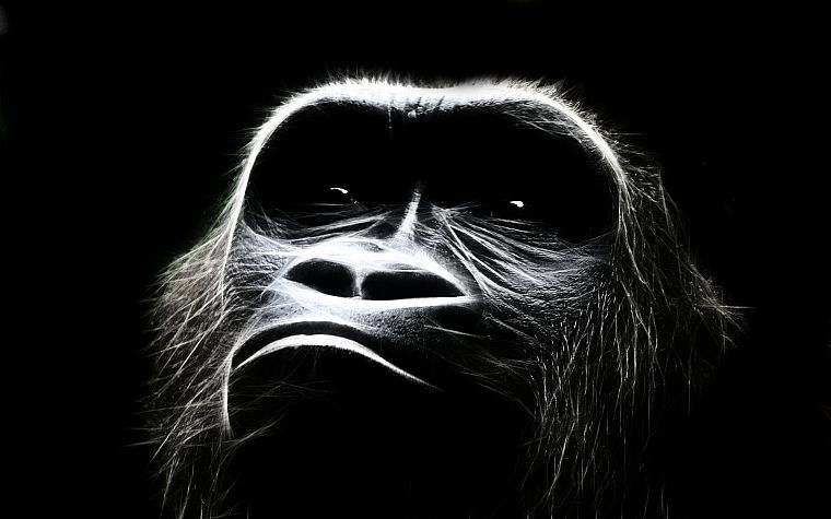 animals, monkeys, primates - desktop wallpaper
