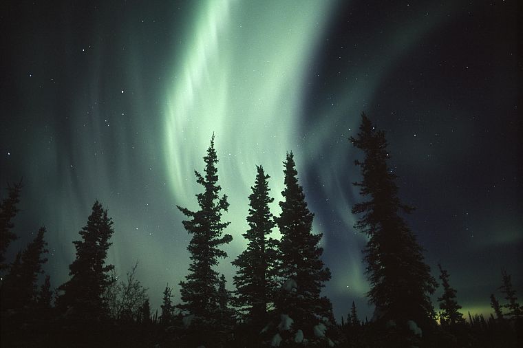 trees, aurora borealis - desktop wallpaper