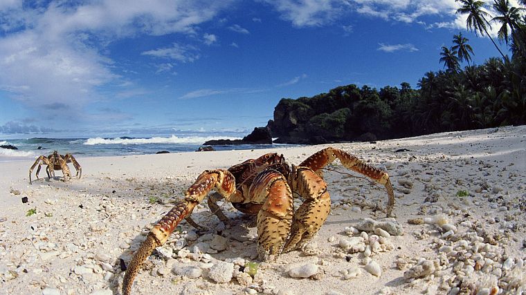 sand, tropical, crabs, beaches - desktop wallpaper
