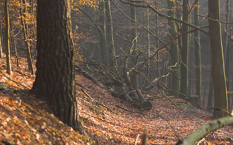 nature, trees, autumn, forests, woods - desktop wallpaper