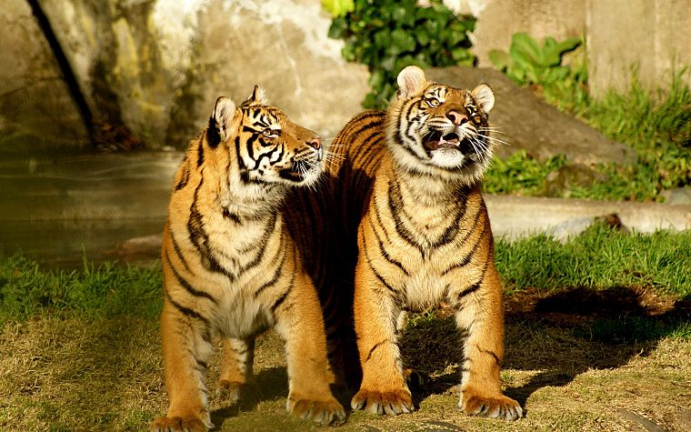 animals, tigers, cubs - desktop wallpaper