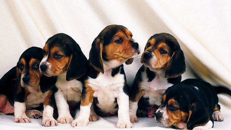 animals, dogs, puppies, canine - desktop wallpaper