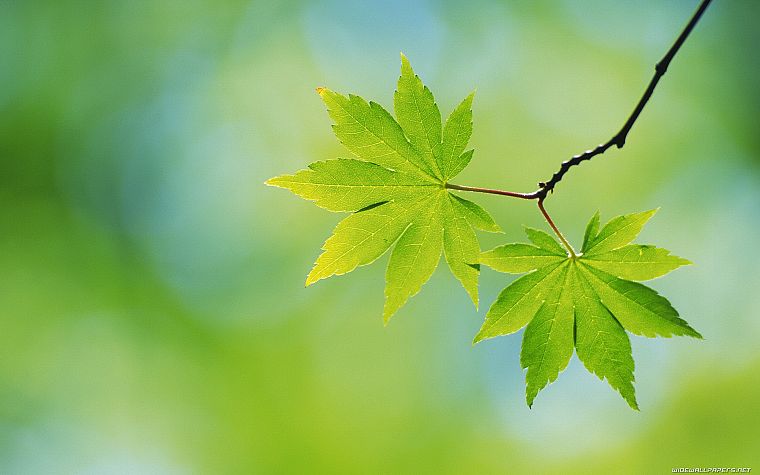 green, nature, leaves, depth of field - desktop wallpaper
