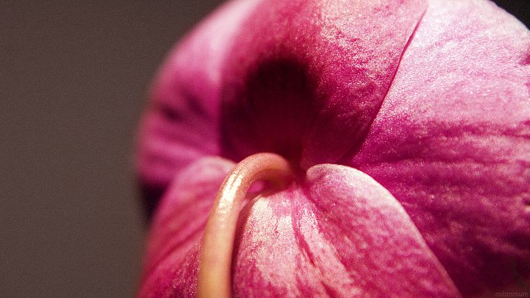 close-up, flowers, pink, macro, flower petals - desktop wallpaper
