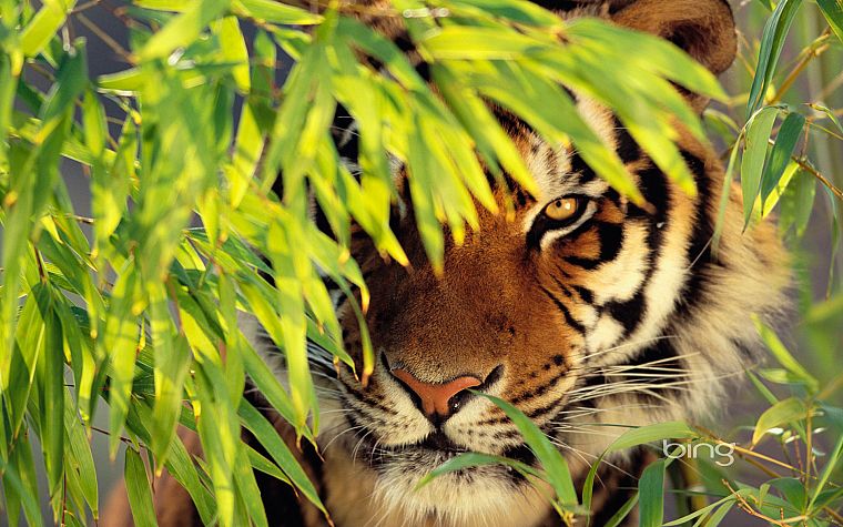 cats, animals, tigers - desktop wallpaper