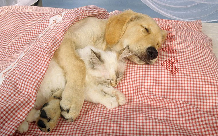 animals, dogs, sleeping - desktop wallpaper