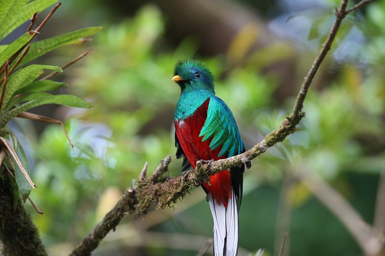 birds, Quetzal, iridescence - desktop wallpaper