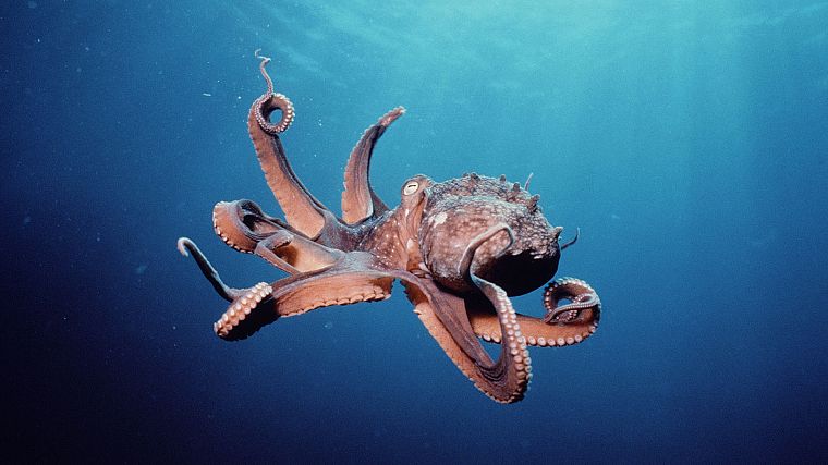 octopuses, underwater, mollusks, Cephalopod - desktop wallpaper