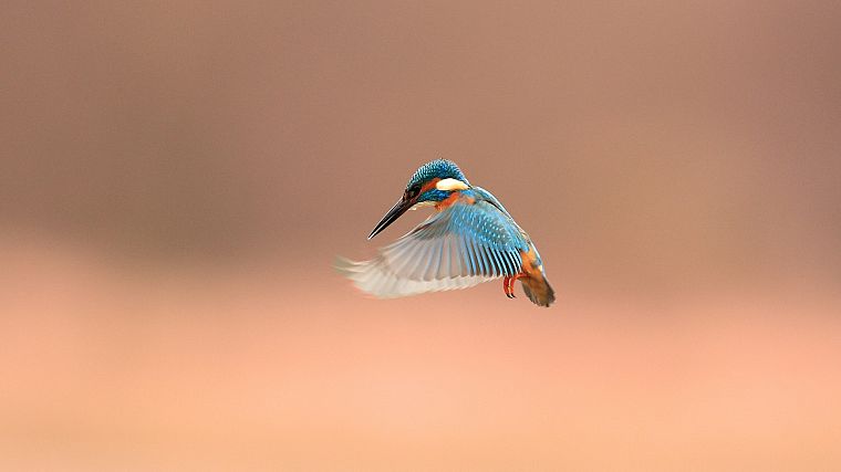 nature, birds, kingfisher - desktop wallpaper