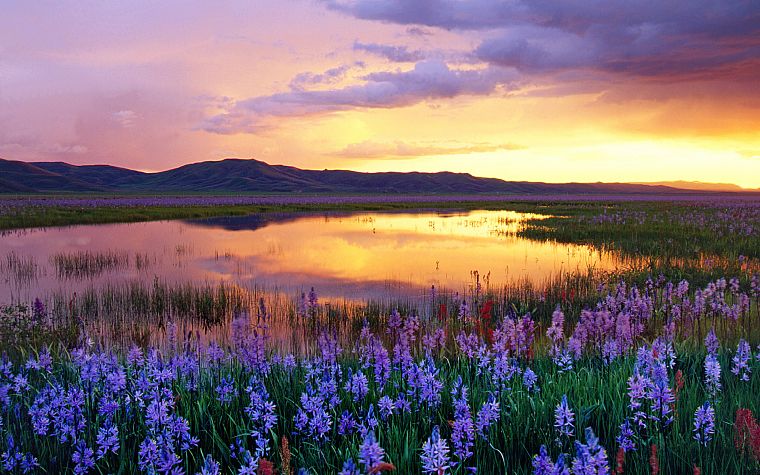 sunset, mountains, clouds, landscapes, flowers, meadows, swamp - desktop wallpaper