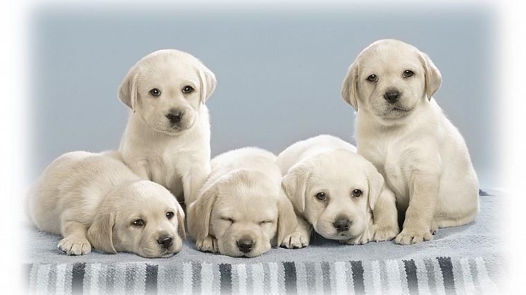 animals, dogs, puppies, pets - desktop wallpaper