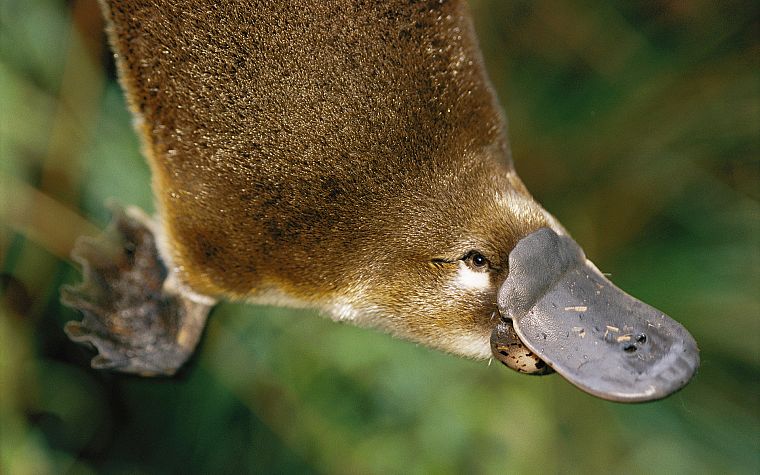 animals, platypus - desktop wallpaper