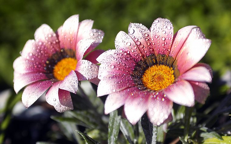 nature, flowers, water drops, macro, pink flowers - desktop wallpaper