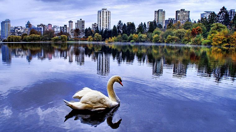 cityscapes, forests, birds, swans, rivers - desktop wallpaper