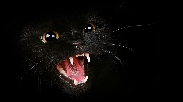 cats, animals, Black Cat - desktop wallpaper