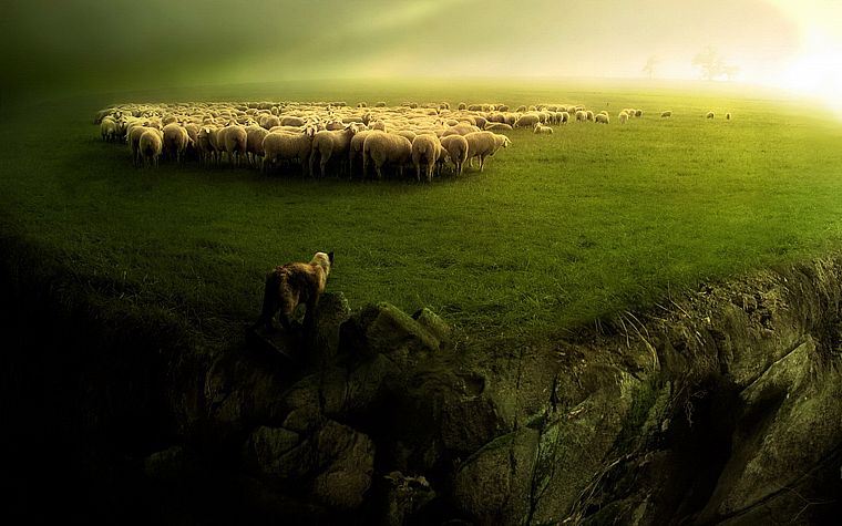 dogs, sheep - desktop wallpaper