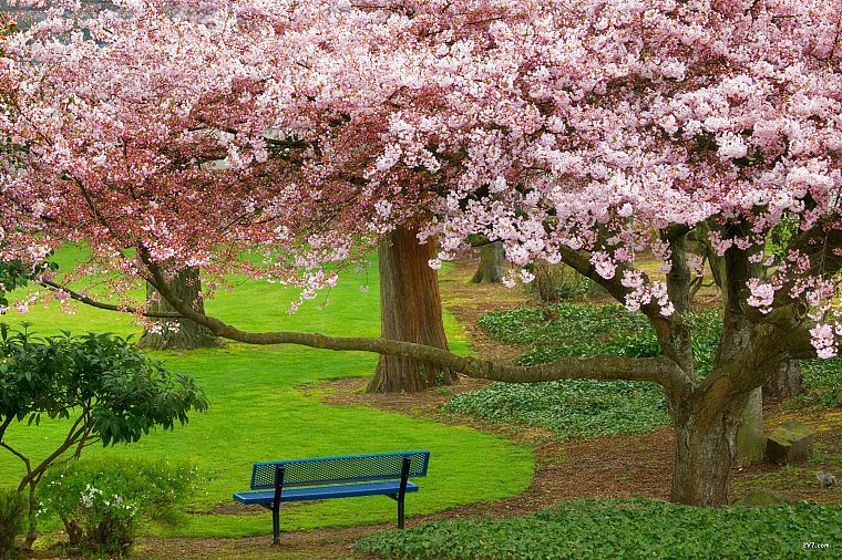 trees, blossoms, bench, parks - desktop wallpaper