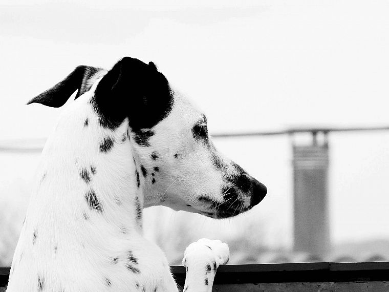 dogs, monochrome, looking back, looking down, greyscale, dalmatians - desktop wallpaper