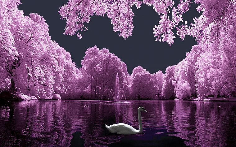 birds, purple, colored, swans, lakes - desktop wallpaper