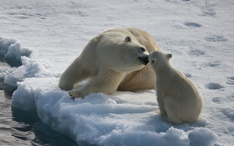 ice, animals, polar bears - desktop wallpaper