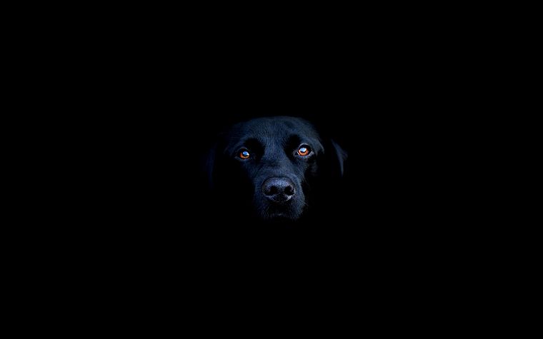 black, animals, dogs - desktop wallpaper