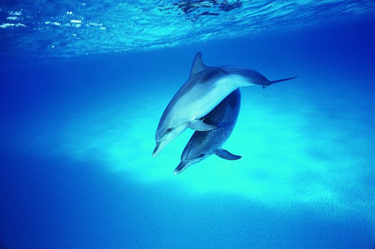 dolphins - desktop wallpaper