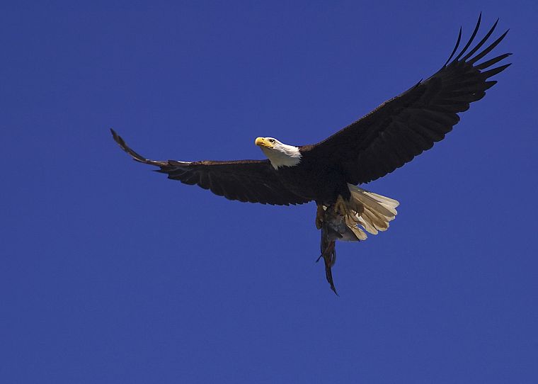 birds, eagles - desktop wallpaper