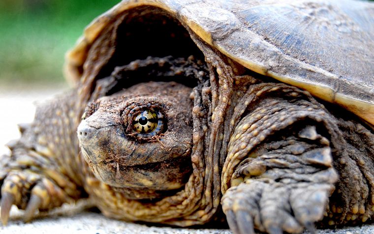 close-up, turtles, tortoises - desktop wallpaper
