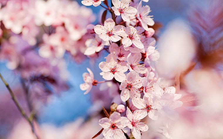 nature, cherry blossoms, flowers, depth of field, pink flowers - desktop wallpaper