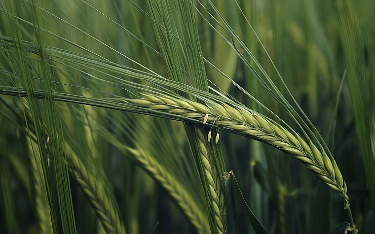 green, nature, fields, wheat, plants, macro - desktop wallpaper
