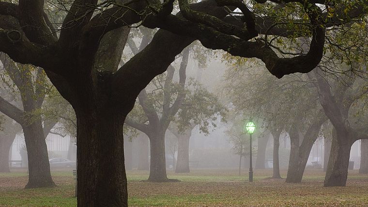 trees, fog, lamp posts, parks, South Carolina - desktop wallpaper