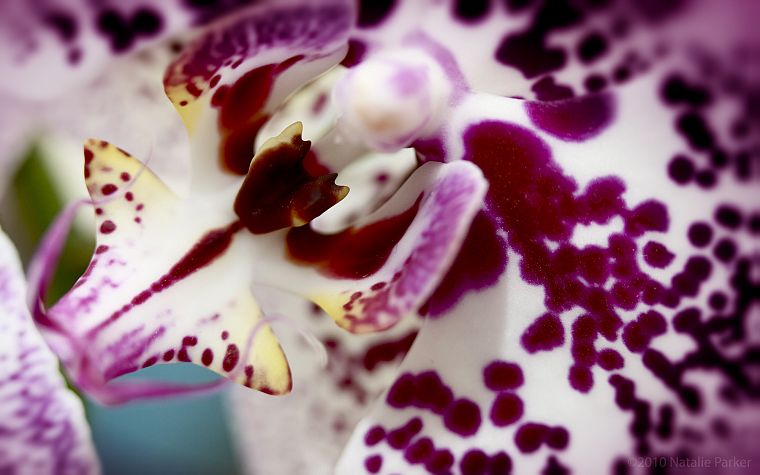 nature, flowers, plants, spotted, orchids - desktop wallpaper