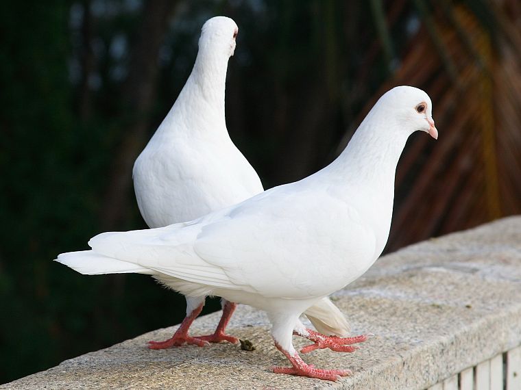 animals, pigeons - desktop wallpaper
