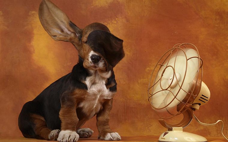 wall, dogs, fans - desktop wallpaper