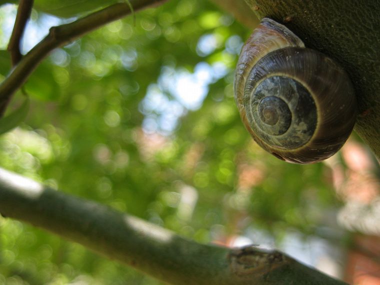 snails - desktop wallpaper