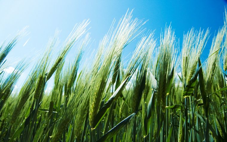 nature, wheat, blue skies - desktop wallpaper