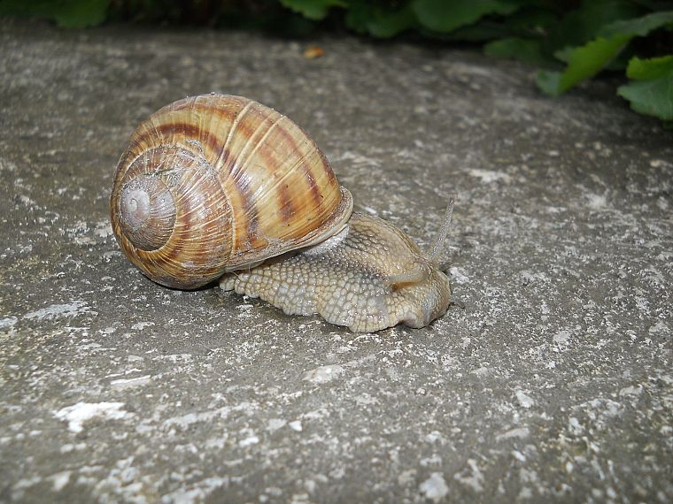 animals, snails - desktop wallpaper