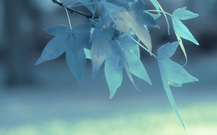 blue, leaves, depth of field - desktop wallpaper