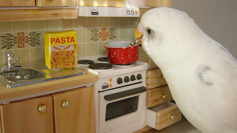birds, Japanese, cooking, spaghetti - desktop wallpaper