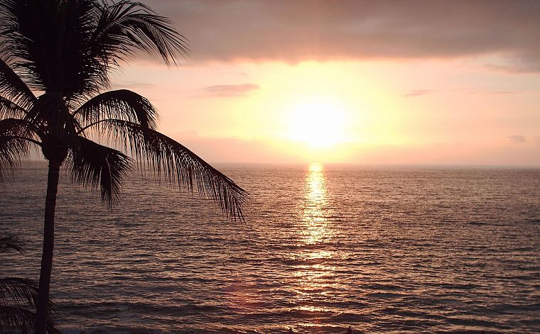 water, nature, palm trees, beaches - desktop wallpaper
