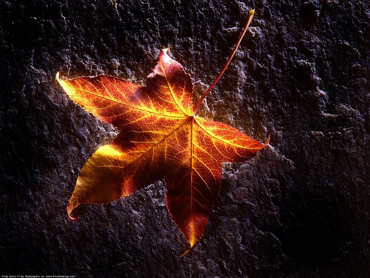 leaves, sunlight, fallen leaves - desktop wallpaper