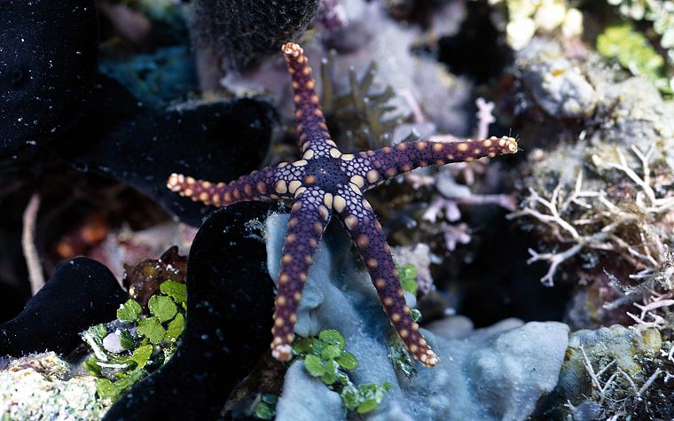 nature, starfish, sea - desktop wallpaper