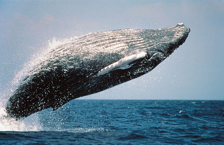 blue, ocean, nature, back, Life magazine, jumping, US Marines Corps, whales, humpback whales - desktop wallpaper