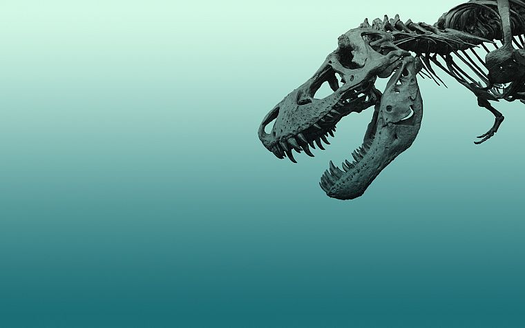 minimalistic, dinosaurs, Tyrannosaurus Rex, fossil - desktop wallpaper